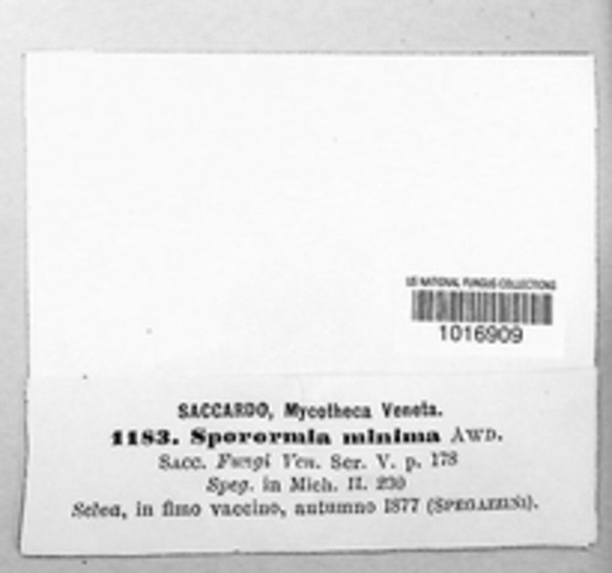 Sporormia minima image